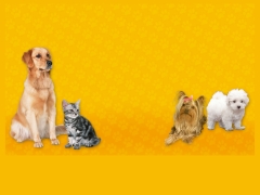 Veterinaria Estación Animal