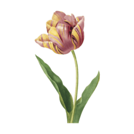 Gardenias Boutique Floral