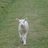 The Twinkling Sheep