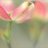 YG_Aromatherapy