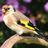 Andrew Goldfinch