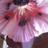 laura pincus hartman