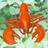 Tree Lobsters!