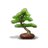 Sapling Events