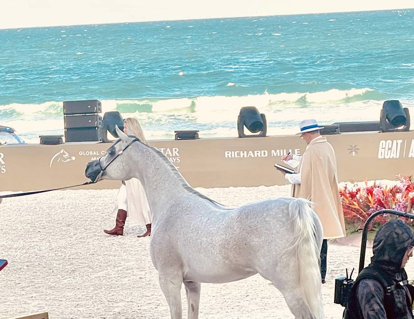Champion Mare
