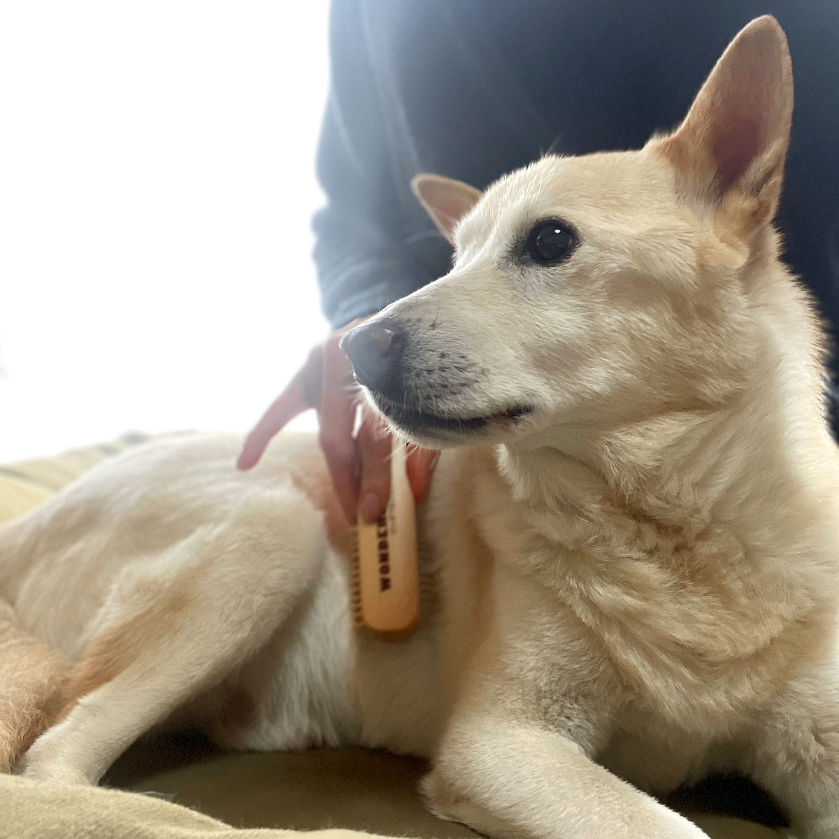 動物病院で鍼やお灸でしかアプローチできないような箇所も、お家で簡単に、ほどよく刺激できる。|犬・猫の健康と長生きに。ペット用の竹ピンブラシ・マッサージブラシ「ワンダフルブラシ」|サンエア