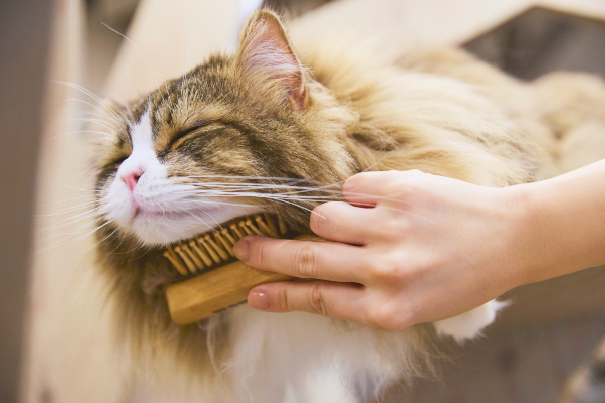 肌あたり優しく、ほどよくツボを刺激しコリをほぐす｜犬・猫の健康と長生きに。ペット用の竹ピンブラシ・マッサージブラシ「ワンダフルブラシ」｜サンエア