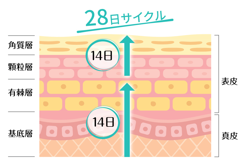 基底層で生み出された細胞が、肌の表面にある角質層へと押し上げられ、しばらくすると剥がれ落ちています。|ノーベル賞を受賞した細胞組織再生医療成分を配合したアンチエイジング美容液「EGF(イージーエフ)エクストラエッセンス パーフェクトナチュラル」