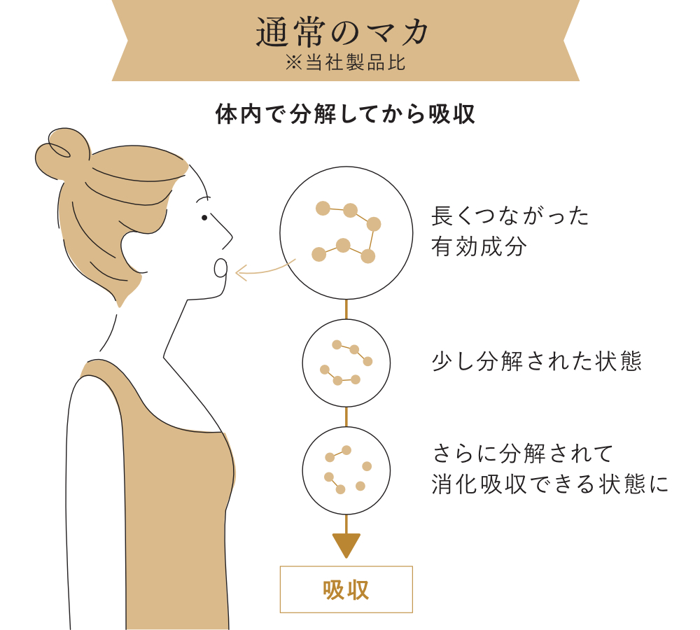 分子を小さくすることで、「マカ」の栄養成分をありのままに摂取することができるという仕組みです。｜国産（日本製）のマカを酵素分解して、消化吸収力を高めた、純度100％のサプリメント『100％ MACA PREMIUM（100％マカ プレミアム）』