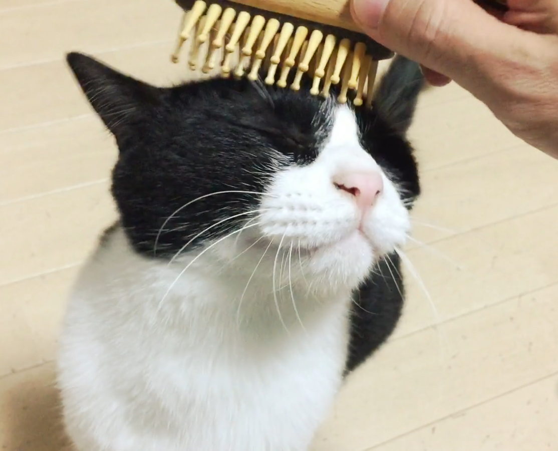 凝り固まった筋肉を優しくほぐしてくれ、静電気が起きにくい。｜犬・猫の健康と長生きに。ペット用の竹ピンブラシ・マッサージブラシ「ワンダフルブラシ」｜サンエア