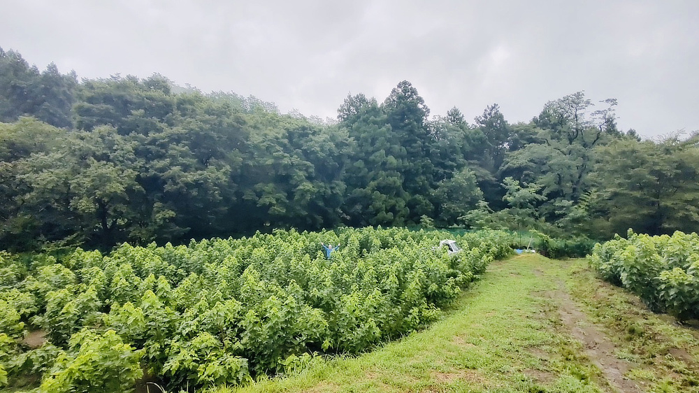 エサとなる桑の葉も、桑畑が減りつづけているので、自社で2000本の桑の木を植えて、育てはじめました。|群馬・桐生発『WITH OR WITHOUT(ウィズ オア ウィズアウト)』のシルク石鹸
