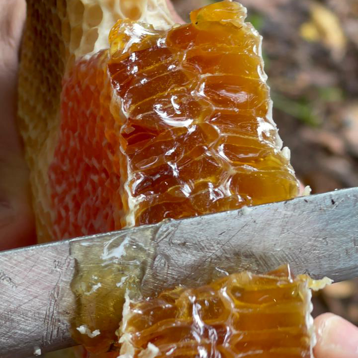 ハチミツ、プロポリス、ミツバチ花粉の倉庫。六角形の壁の材料になっている「蜜ロウ」は、働きバチの腹部の腺から分泌されたもので、ビタミンやミネラルが豊富。｜世界最古の採蜜の地・ジョージアから届いた、野生のままの巣ごとハチミツ『JARA Honey（ジャラハニー）』