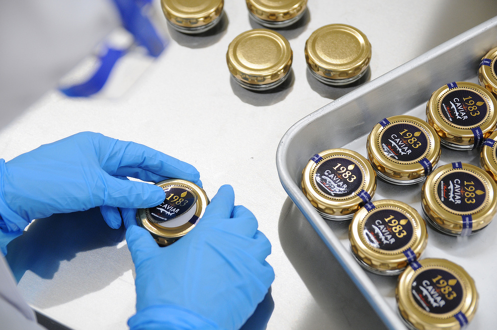 こだわりブレンドの岩塩のみで味つけ。防腐剤などはいっさい不使用｜贈り物、プレゼント、ギフトに。至福の旨味と口溶け、国産クラフトキャビア｜1983 J.CAVIAR（ジェイ キャビア）