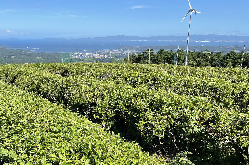 最初は苦くても、毎日飲んでいると慣れてきて、苦くなくなることが多いというのも不思議です。ビタミン、ミネラルたっぷりの健康茶｜「日本山人参茶」同様、「好熱菌発酵物」で育てた、その名も「日本無垢茶」