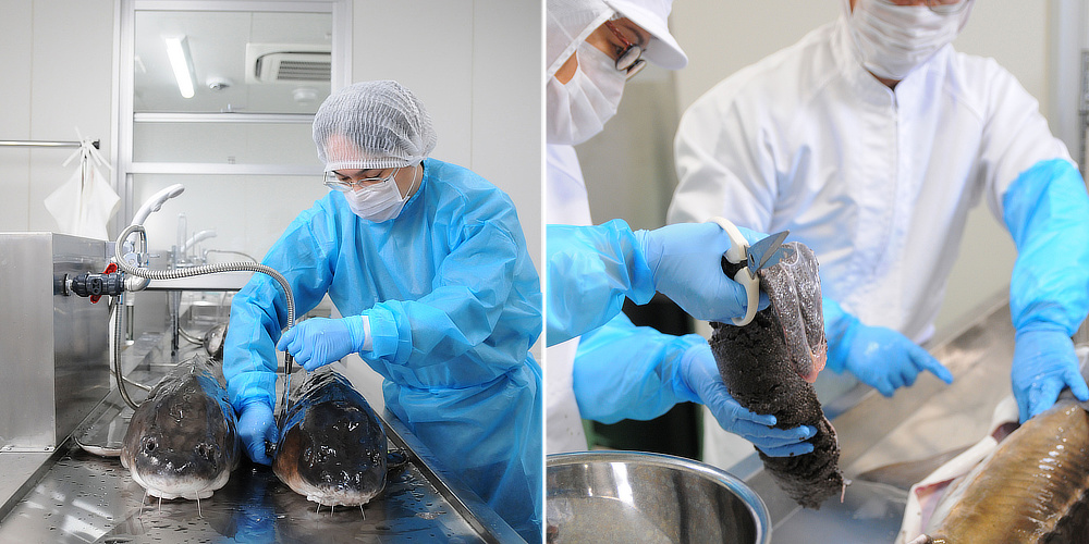 加熱殺菌せず、塩味を抑えることができる高品質のキャビア加工工場｜贈り物、プレゼント、ギフトに。至福の旨味と口溶け、国産クラフトキャビア｜1983 J.CAVIAR（ジェイ キャビア）