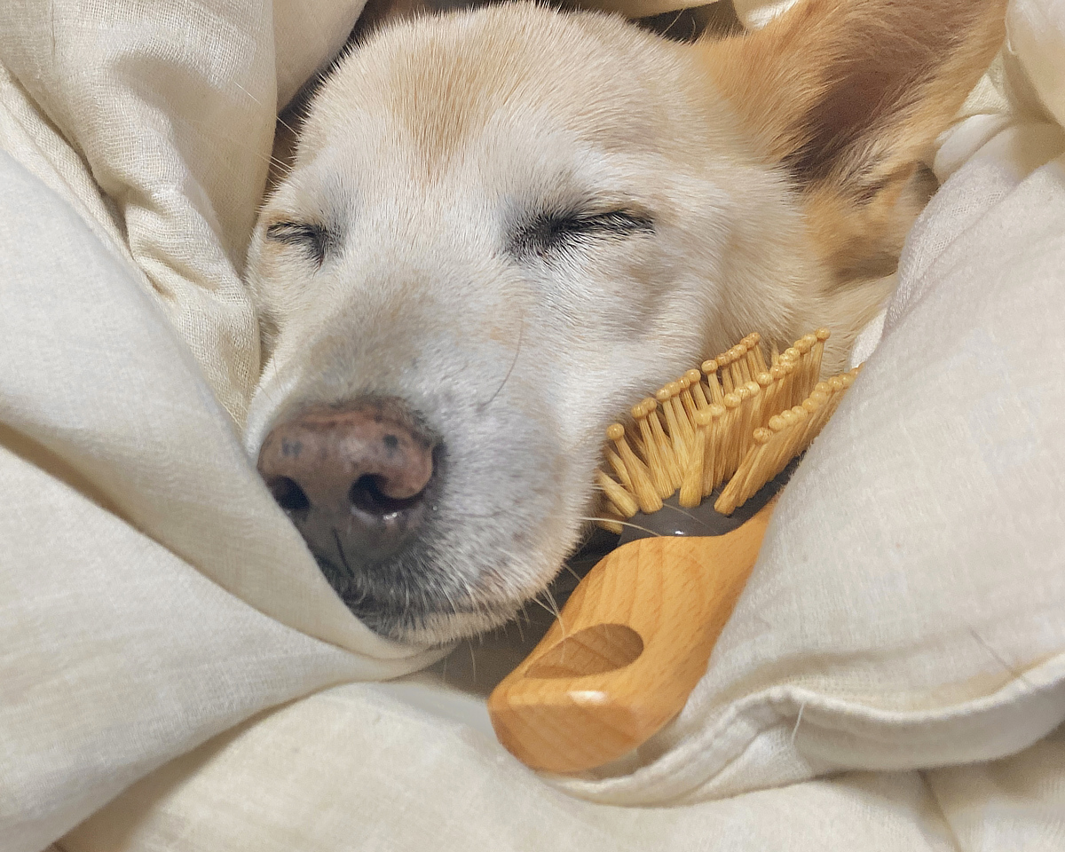 『ワンフルブラシ』でのマッサージは、至福のひととき。|犬・猫の健康と長生きに。ペット用の竹ピンブラシ・マッサージブラシ「ワンダフルブラシ」|サンエア