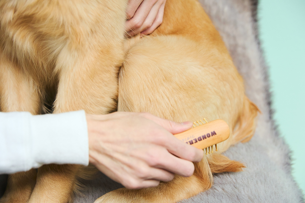 小型・大型、毛の短い子・長い子、どんなタイプにも使えます｜犬・猫の健康と長生きに。ペット用の竹ピンブラシ・マッサージブラシ「ワンダフルブラシ」｜サンエア