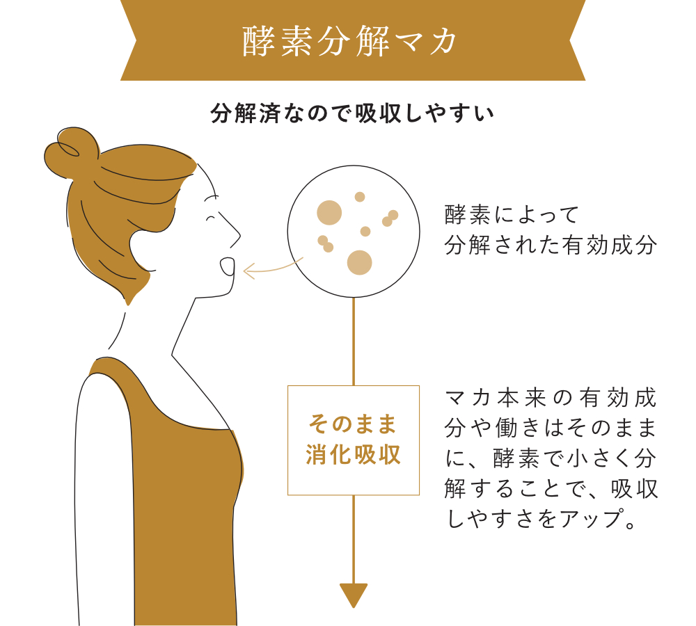 熱や薬品を使うことなく、細胞と細胞の接着物質を酵素で断ち切り、細胞を壊すことなくバラバラに。｜国産（日本製）のマカを酵素分解して、消化吸収力を高めた、純度100％のサプリメント『100％ MACA PREMIUM（100％マカ プレミアム）』