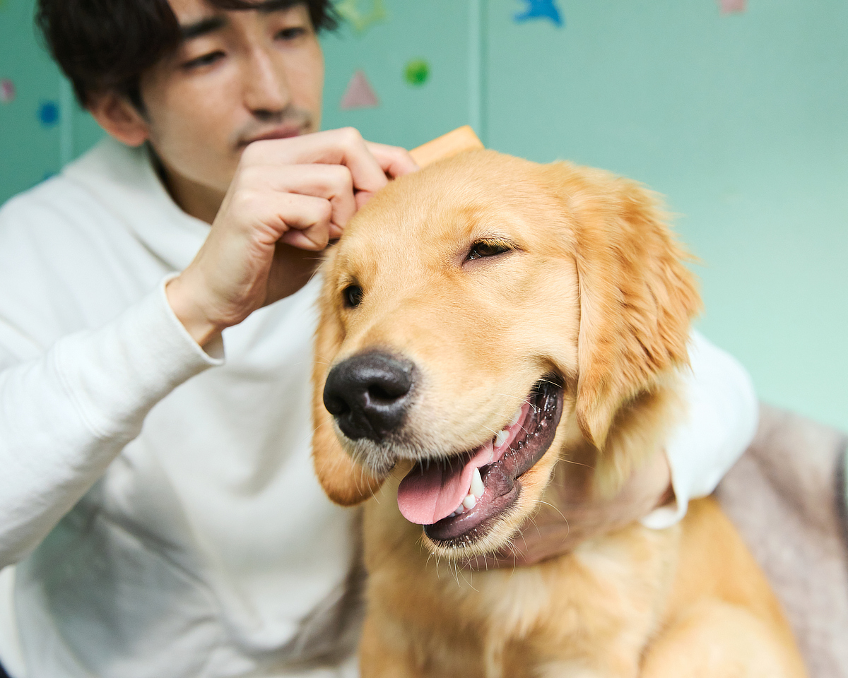 人間用と同素材の天然素材の竹ピンブラシ｜犬・猫の健康と長生きに。ペット用のマッサージブラシ「ワンダフルブラシ」｜サンエア