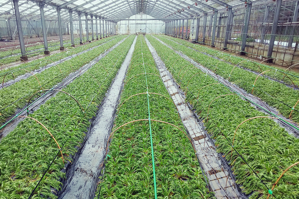 「マカ」はペルー原産の植物ですが、『マカレモン』に使われているのは、化学合成農薬を一切使うことなく育てられた国産のマカ。
