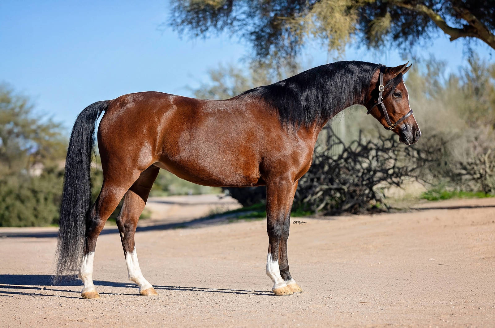 MPH Carolina Herrera