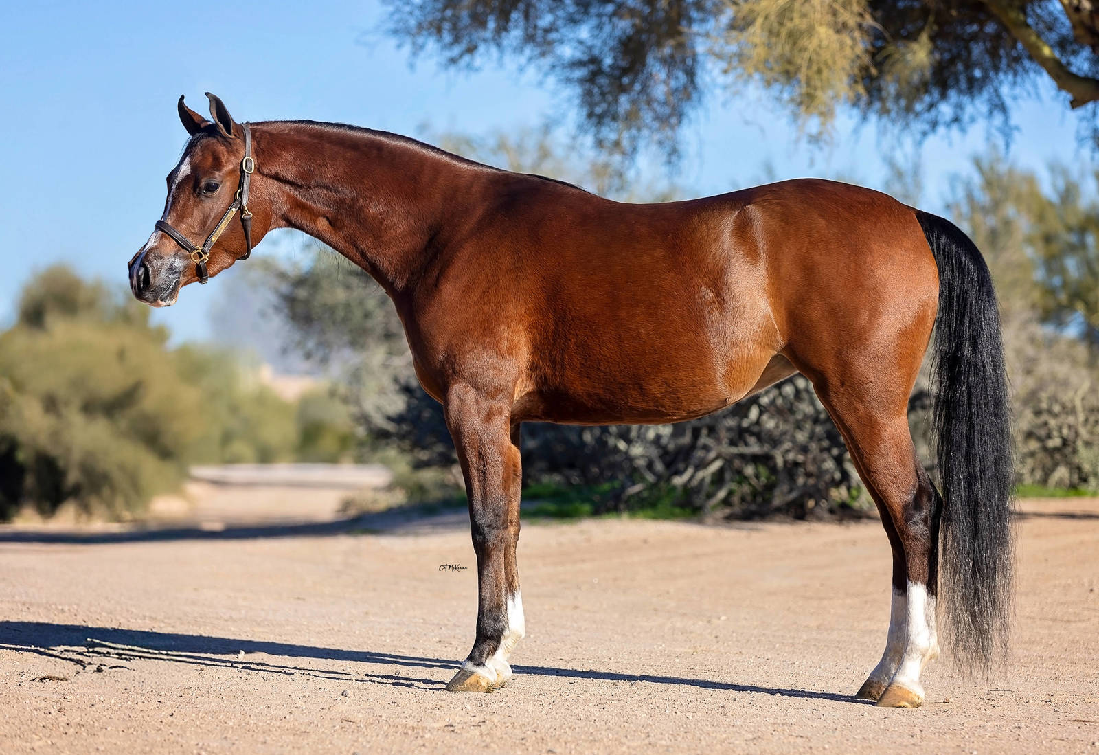 MPH Carolina Herrera