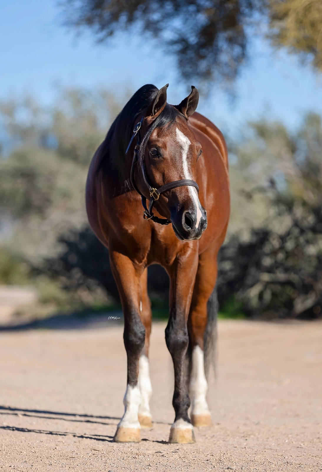 MPH Carolina Herrera