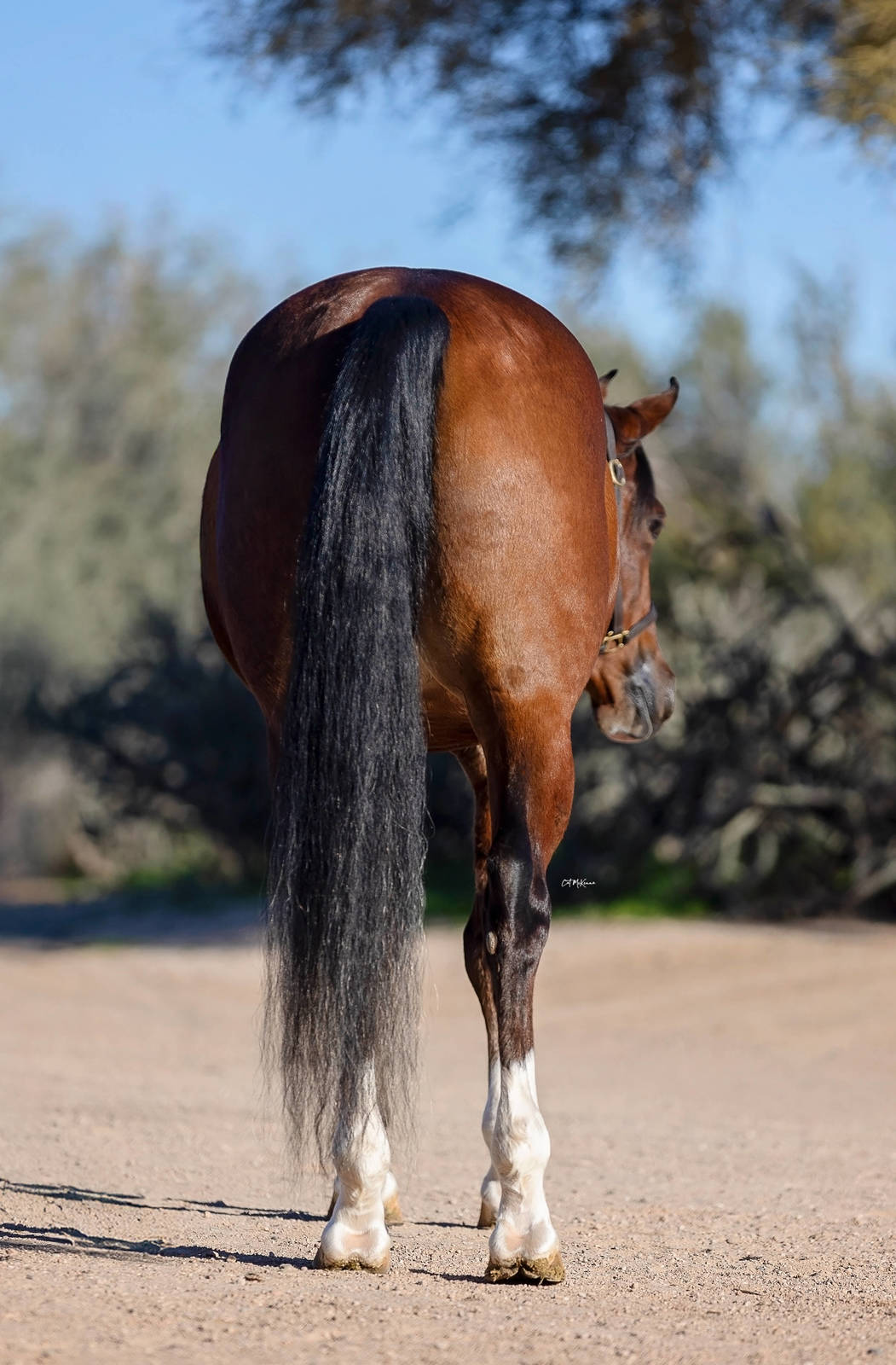 MPH Carolina Herrera