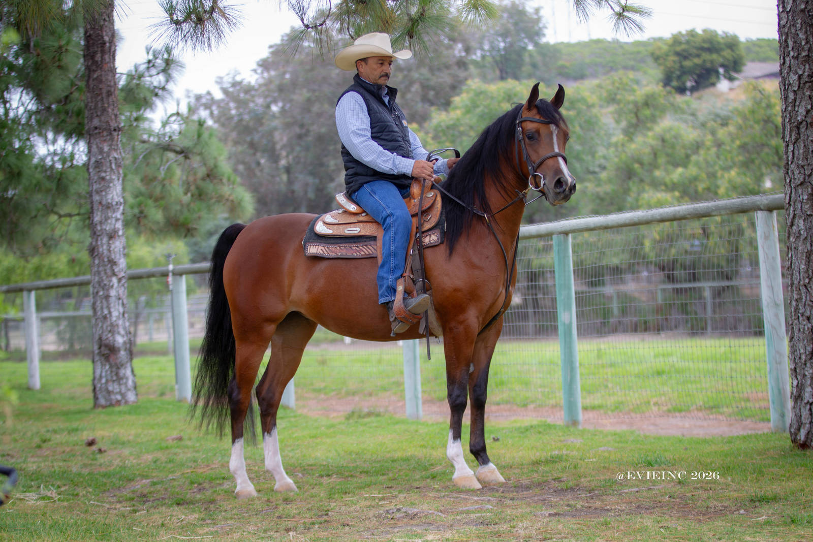 MPH Carolina Herrera