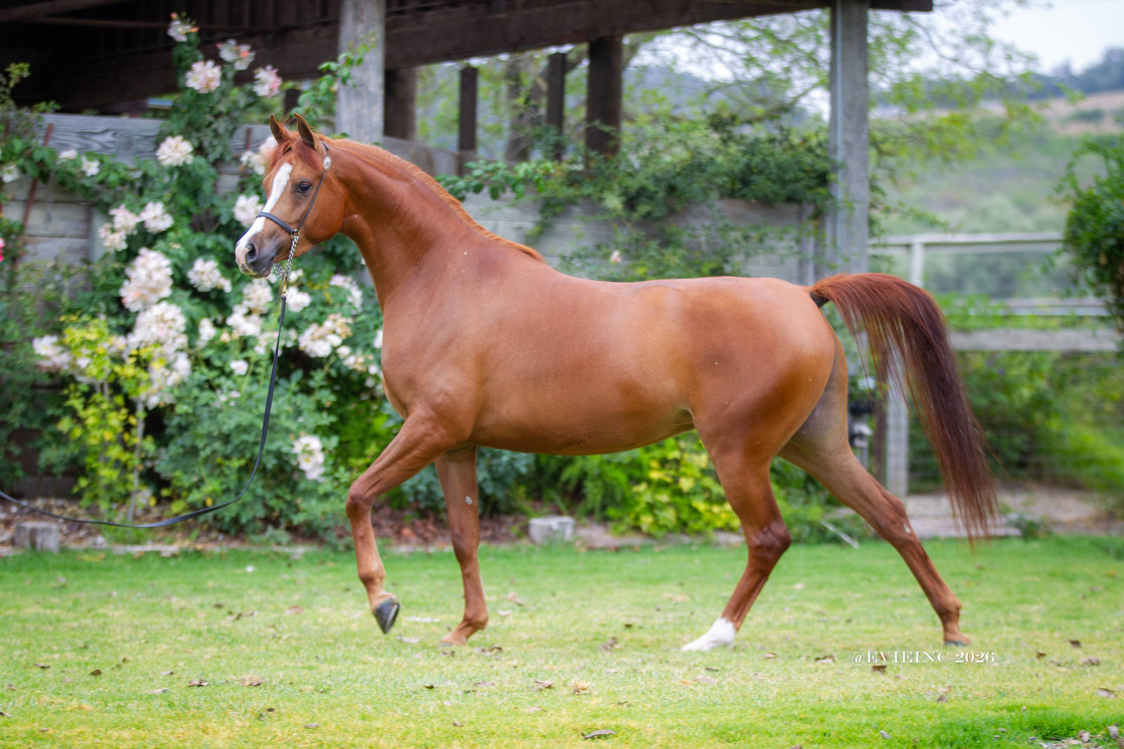 Kharouselle V