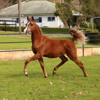 EMPHATIC MI | Sale Gelding