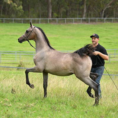 VALEN MI | Sale Colt