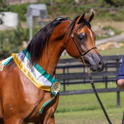 KELARAY ULYSSES | Sale Colt