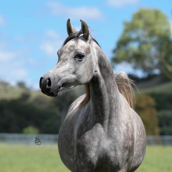 SOFIA MI | Sale Mare