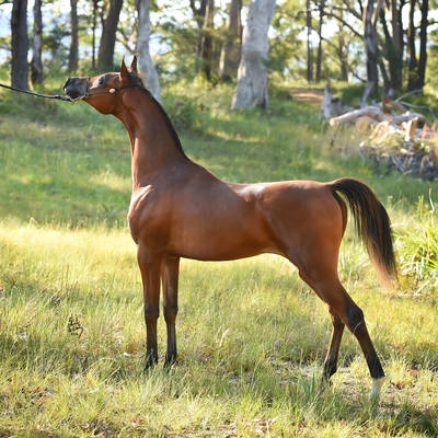 RADIANT MI | Sale Mare