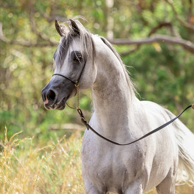 KOMMAND MI | Sale Stallion