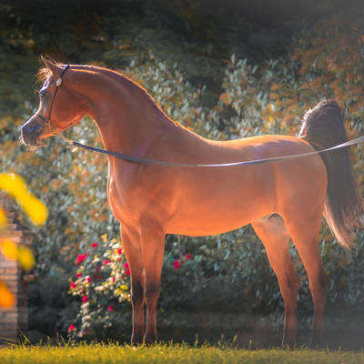 FAWAZ DEL PALAZZOTTO | Mulawa Chief Sire