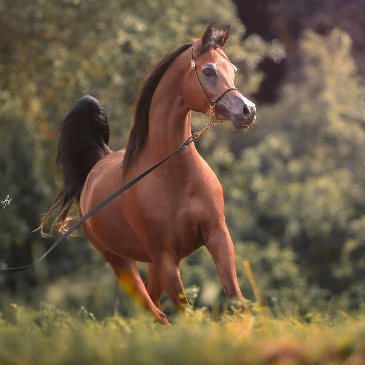 FAWAZ DEL PALAZZOTTO | Mulawa Chief Sire