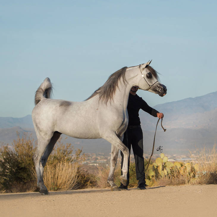 ATTICUS ENB | Sire of ASTONISH MI