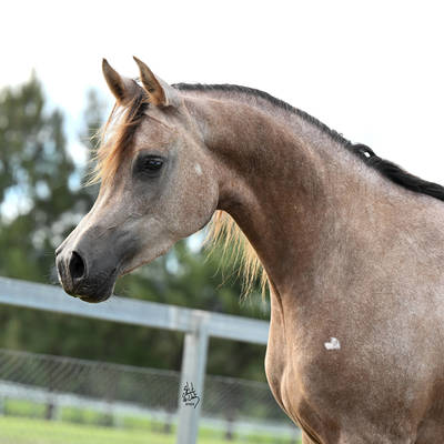 A FANTASY MI | Dam of ASTONISH MI