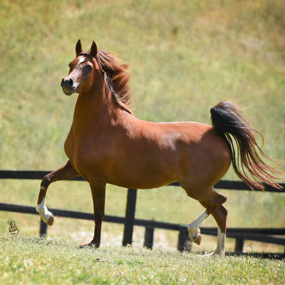 BREE MI | Dam of BREEZE MI