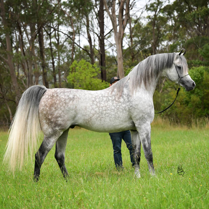 MI KLASSIQUE | Sire of BREEZE MI