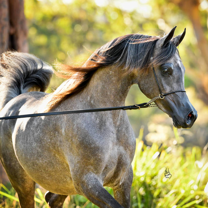 BALLET MI | Dam of BAROQUE MI