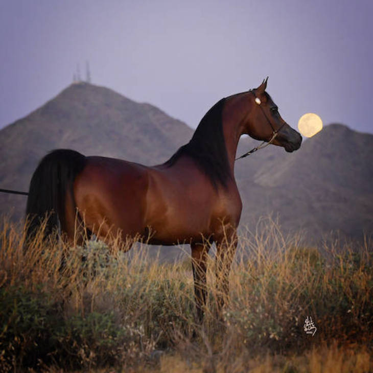 DOMINIC M | Sire of BAROQUE MI