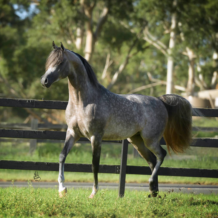 MI KLASSIQUE | Sire of BARDOT MI