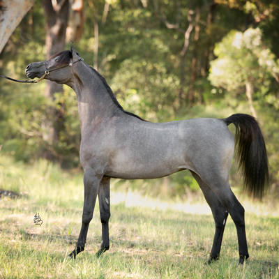 BEYONCE MI | Dam of BARDOT MI