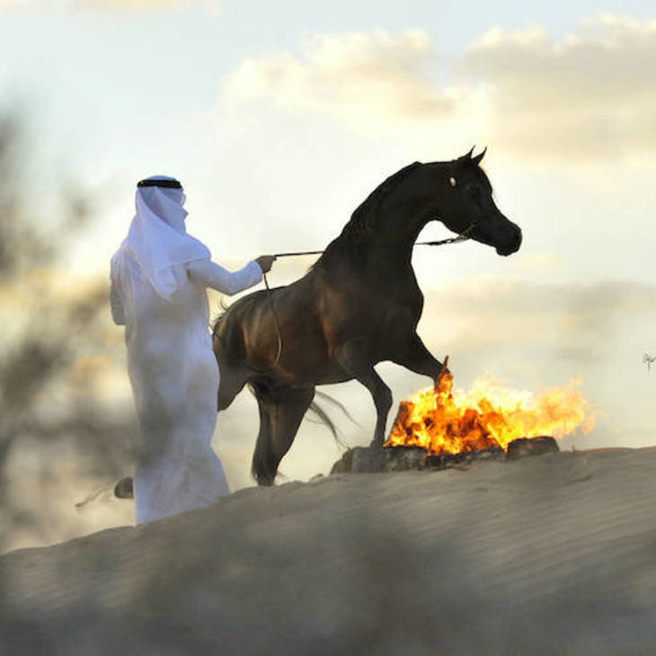 DOMINIC M | Sire of VELVET MI