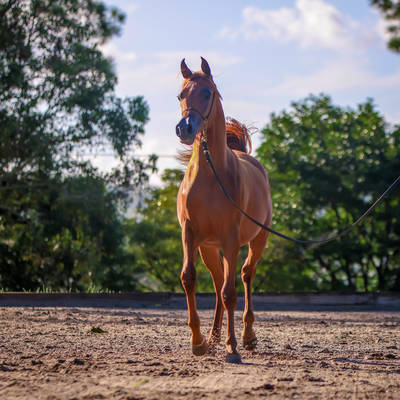 VANGELISA MI | Dam of VELVET MI