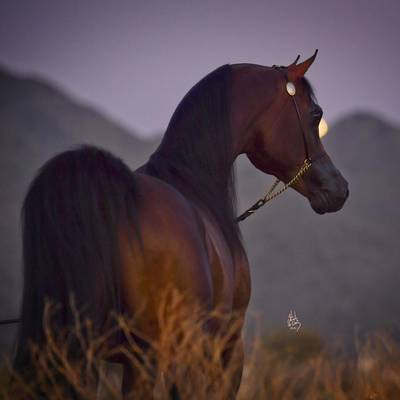 DOMINIC M | Sire of FORTUNA MI