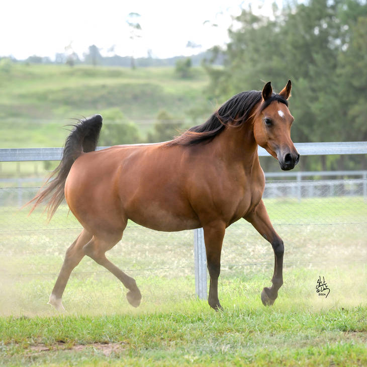 FANTASIA MI | Dam of FORTUNA MI